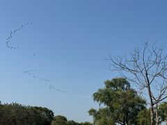-大湾区中央湿地公园