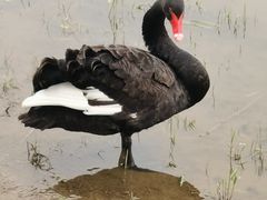 -天津东丽湖风景区