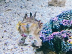景点-瑞普利水族馆