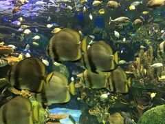 -瑞普利水族馆