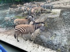 -上海野生动物园