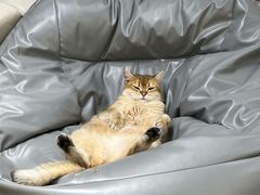 -逗柴咖啡屋·狗咖猫咖宠物桌游