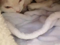 -猫腻·猫咖·撸猫馆(星光大道店)