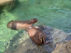 -珠海长隆海洋王国