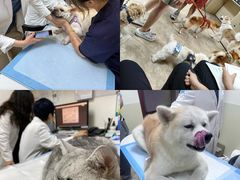 -美联众合动物医院·24h转诊中心
