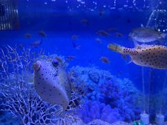 -芜湖新华联大白鲸海洋公园