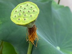 -陈家山荷花公园