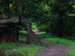 -上海共青森林公园