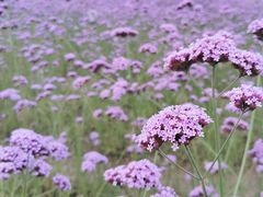 -杭州城北体育公园