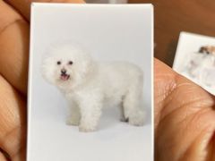 -超宠爱宠物摄影-Super pet