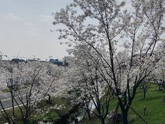 -羊山湖公园