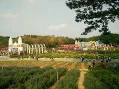 -松山湖梦幻百花洲