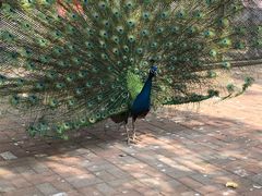 -长白岛森林公园