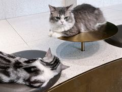 -飞行喵MR PILOT|猫舍·猫咖(静安大融城店)