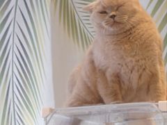 -平行世界·猫咖(首经贸店)