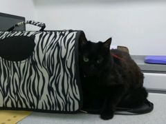 -达爱动物医院·犬猫分区·CT·复杂眼科(远洋山水分院)