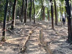 -黄埔油麻山森林公园