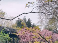 -红梅公园