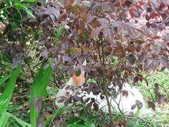 -怪咖·joker陈楠