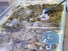 -聚盛源蒸汽海鲜火锅烤肉自助(巨川金海岸购物广场店)