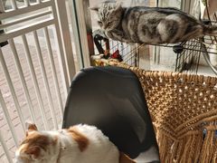 -平行世界·猫咖(首经贸店)