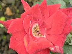 -徐家汇源景区-衡山公园