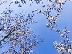 -昆山城市生态森林公园