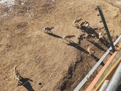 -鄂尔多斯野生动物园