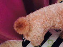 -宠宠熊宠物美容(星湖街店)