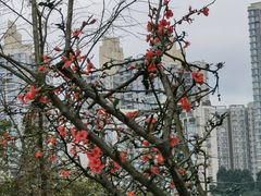 -棕榈泉国际花园1期