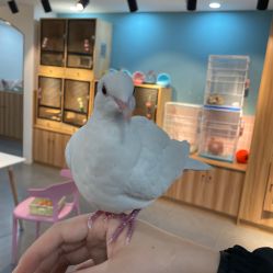 -Moni星球萌宠·小马宝莉·灵蛇·高端高阶全萌宠互动体验俱乐部(红豆国际广场店)