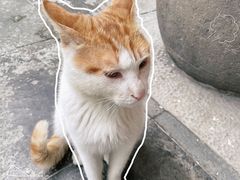 -龙华寺