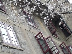 -武汉大学-樱园