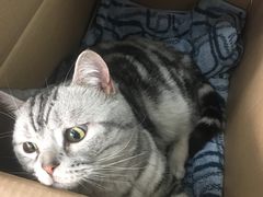 -纳吉亚猫专科动物诊疗中心(蒋宅口分院)