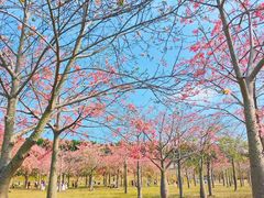 -风云岭森林公园
