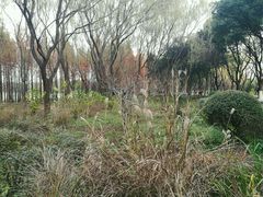 -昆山城市生态森林公园