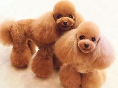 -读宠于你·约克夏比熊·睫角守宫·爬宠售卖(高新店)