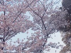 -嘉定紫藤园