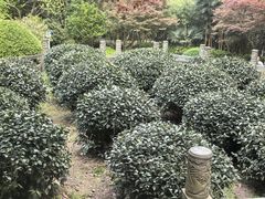 -十八棵（老龙井）御茶园(老龙井店)