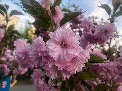 -长白岛森林公园