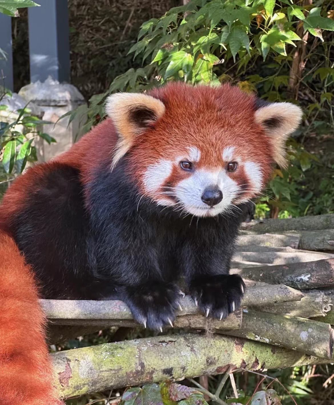 拜水都江堰,问道青城山🎈都江堰,真的