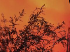 -万达文华酒店·48F云端窗景美食汇自助餐厅