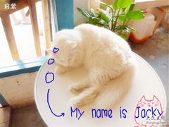 -Babycat私家御饼屋(龙头路一店)