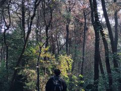 -铁山坪森林公园