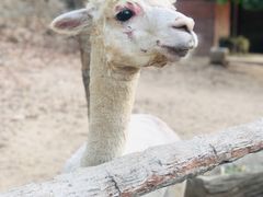 -清迈夜间动物园