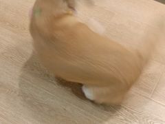 -南京Hallo宠物乐园·哈罗犬舍·柴犬繁育基地