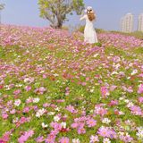 深圳最美格桑花海