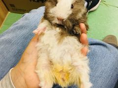 -藦茜花园宠物主题亲子互动体验馆(国顺东路店)