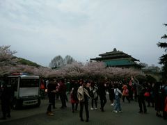 -武汉大学-樱园
