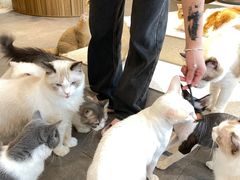 -飞行喵MR PILOT|猫舍·猫咖(静安大融城店)